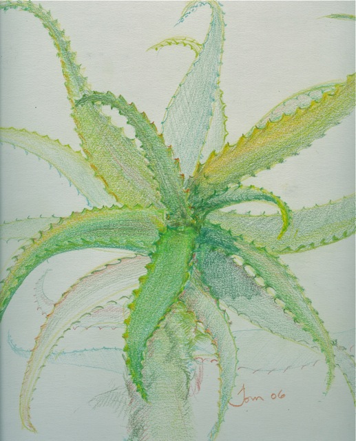 Aloe
