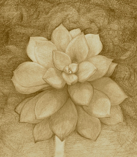 Succulent_2
