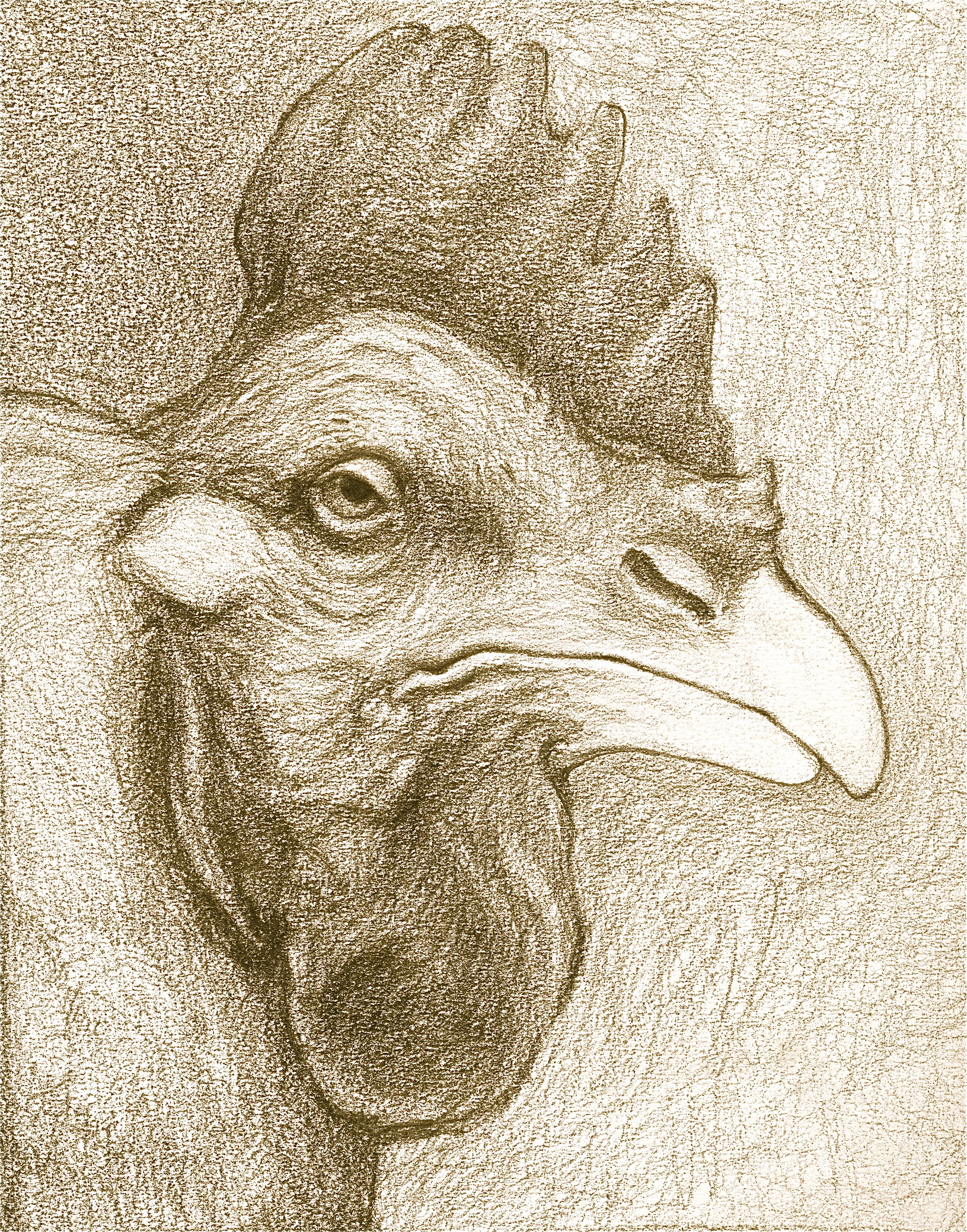 Old Cock